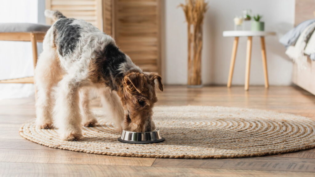 O que seu cachorro nunca deveria comer mas você talvez ofereça
