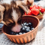 O que seu cachorro nunca deveria comer mas você talvez ofereça