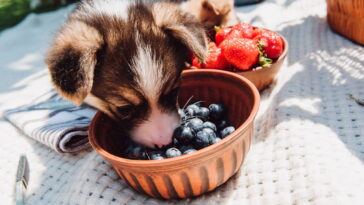 O que seu cachorro nunca deveria comer mas você talvez ofereça