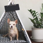 Como construir uma casinha de cachorro: um guia passo a passo