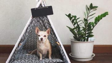 Como construir uma casinha de cachorro: um guia passo a passo
