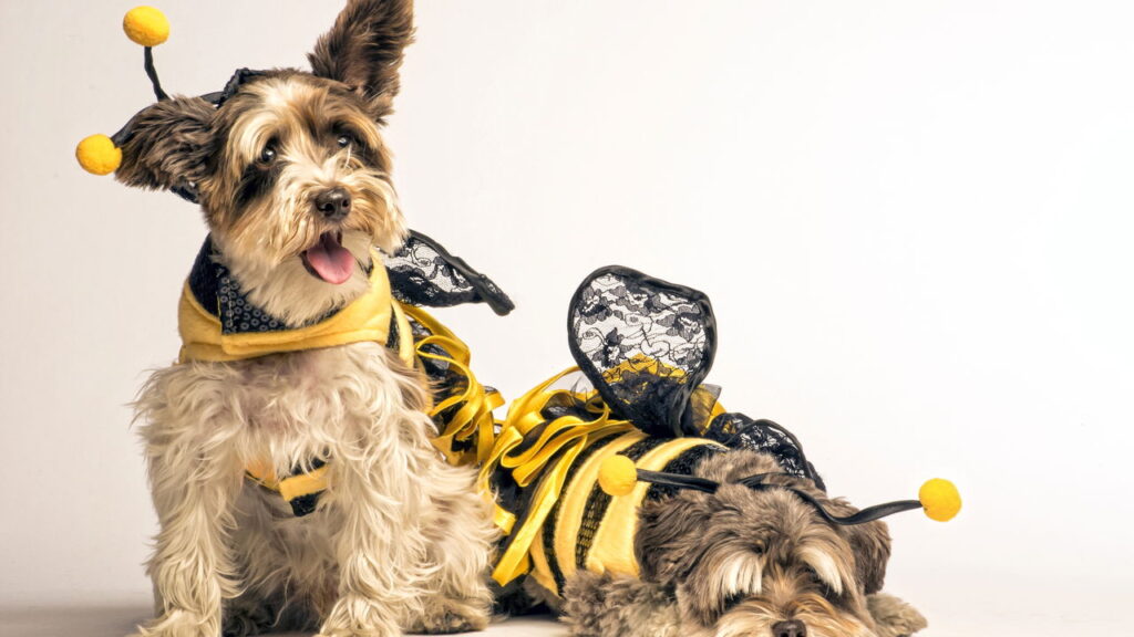 Essa tendência no mundo pet está viralizando entre crocheteiras mães de Pets