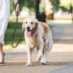 O maior erro que os tutores cometem ao passear com seus cães