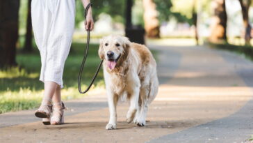 O maior erro que os tutores cometem ao passear com seus cães