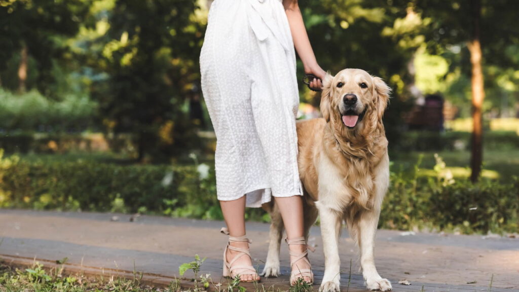 O maior erro que os tutores cometem ao passear com seus cães