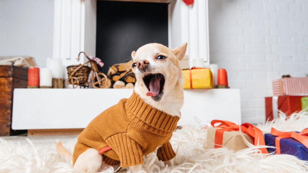 Seu cão pode estar sofrendo com o frio e você nem percebeu ainda