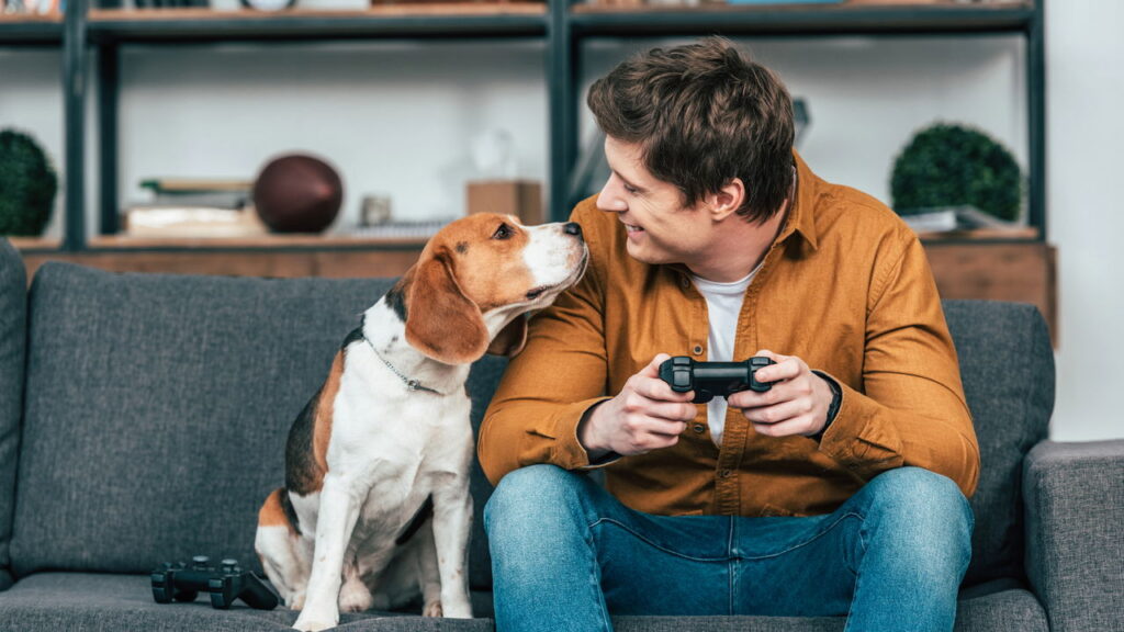 Seu pet está entediado? Esse truque simples pode salvar sua casa