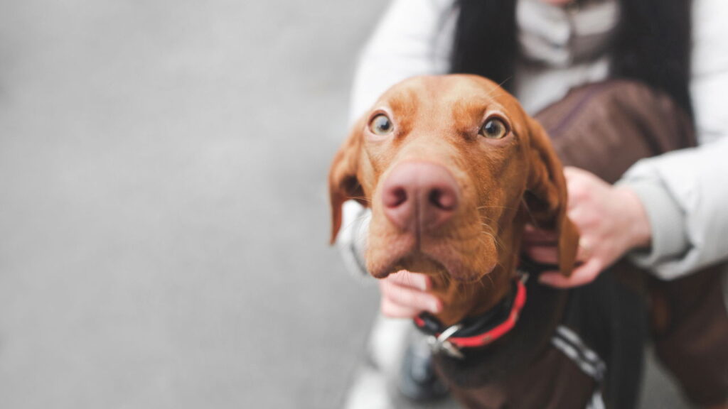A peça artesanal que virou febre entre crocheteiras e tutores de cães em 2025