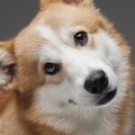 Seu cão inclina a cabeça? Veja o que esse comportamento realmente diz sobre a personalidade do seu bichinho