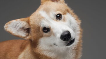 Seu cão inclina a cabeça? Veja o que esse comportamento realmente diz sobre a personalidade do seu bichinho