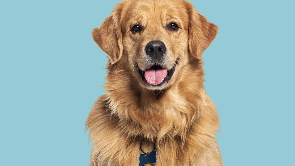 O que seu cachorro nunca deveria comer mas você talvez ofereça