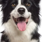 A peça artesanal que virou febre entre crocheteiras e tutores de cães em 2025