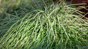 O segredo natural que vem ajudando milhares de brasileiros a relaxar