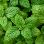 O segredo natural por trás do chá que acalma corpo e mente
