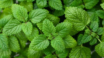 O segredo natural por trás do chá que acalma corpo e mente