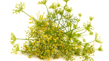 A planta usada pelas avós que ainda é segredo para aliviar dores e desconfortos