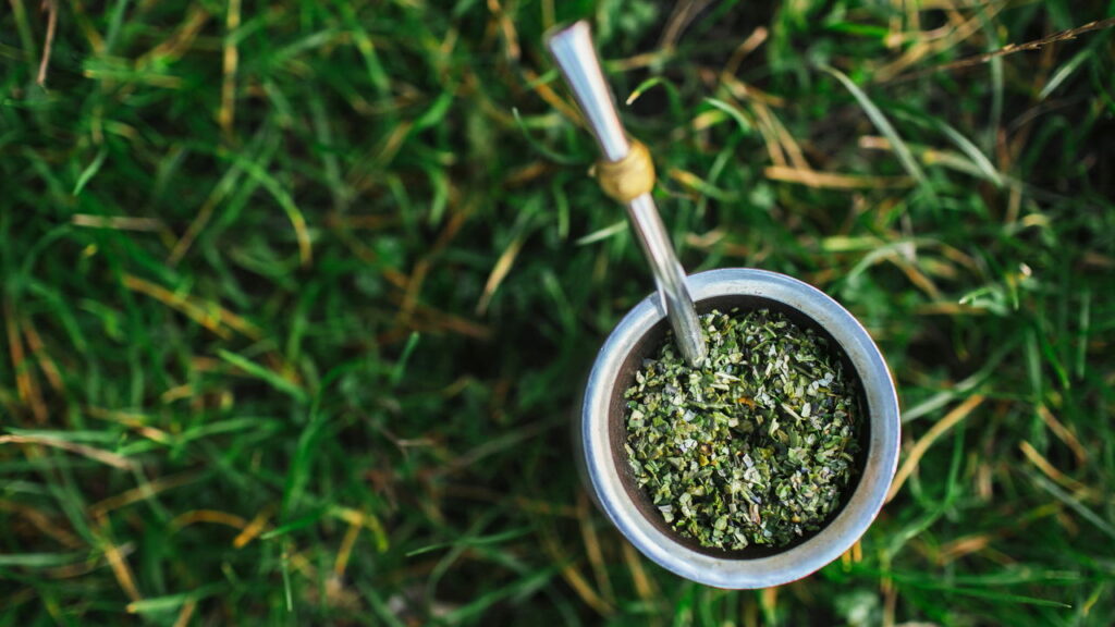O segredo do sucesso no cultivo da erva-mate está na escolha do solo