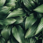 Esse detalhe natural está dominando a decoração das mesas