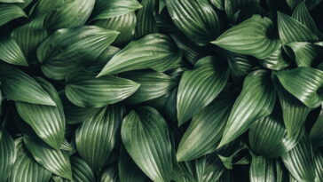 Esse detalhe natural está dominando a decoração das mesas