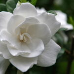A flor que transforma qualquer ambiente em um espaço mais leve e elegante