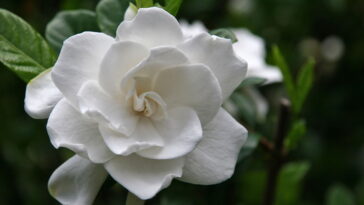 A flor que transforma qualquer ambiente em um espaço mais leve e elegante