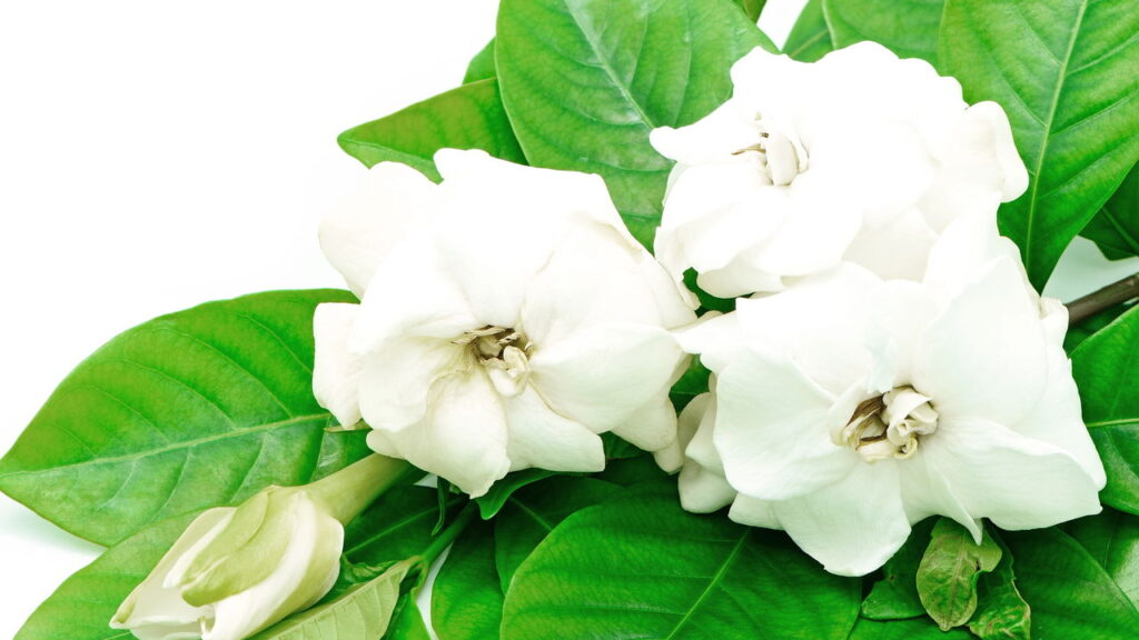 A flor que transforma qualquer ambiente em um espaço mais leve e elegante