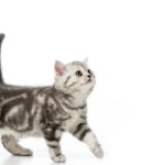 O gesto dos gatos que está chamando atenção de tutores e veterinários