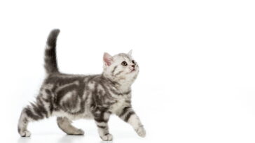 O gesto dos gatos que está chamando atenção de tutores e veterinários