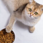 Esses alimentos podem parecer inofensivos mas causam sérios danos ao seu gato