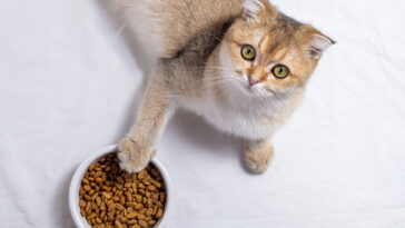 Esses alimentos podem parecer inofensivos mas causam sérios danos ao seu gato