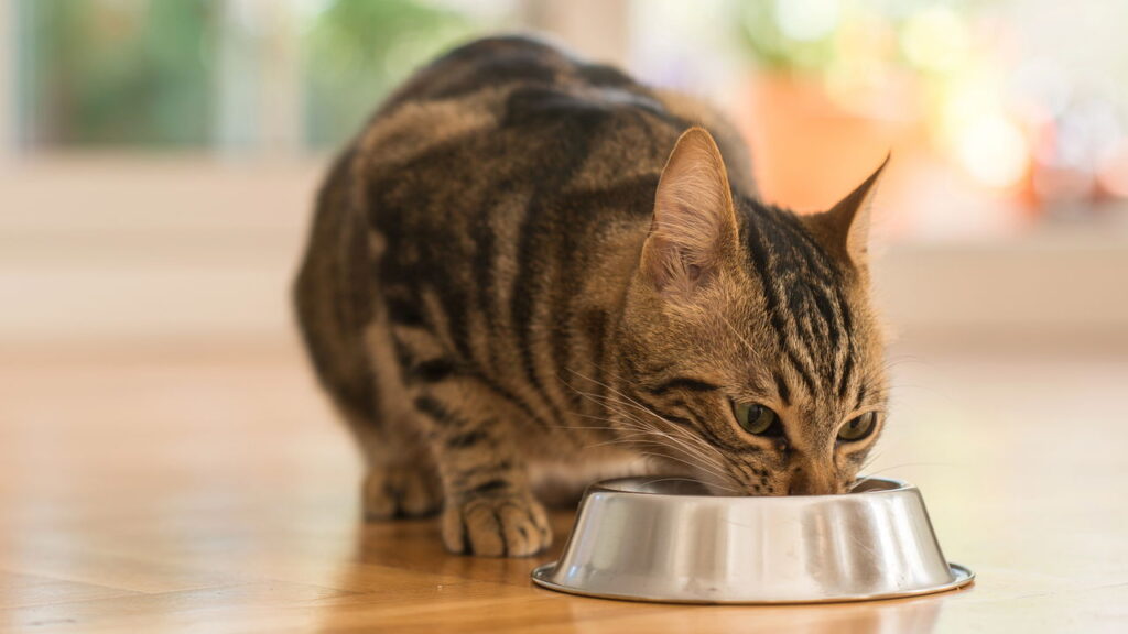 Esses alimentos podem parecer inofensivos mas causam sérios danos ao seu gato