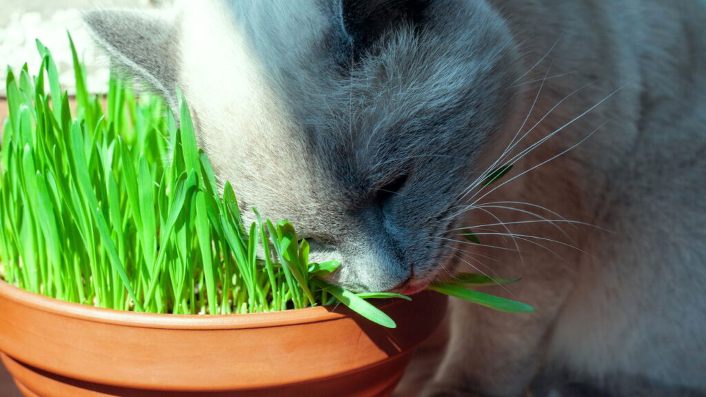 Esses alimentos podem parecer inofensivos mas causam sérios danos ao seu gato