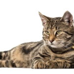 Esse truque DIY está salvando sofás e deixando gatos mais felizes