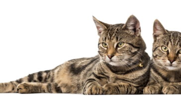 Esse truque DIY está salvando sofás e deixando gatos mais felizes