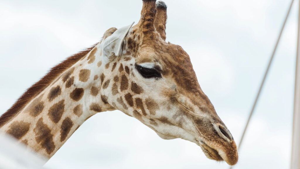 O sousplat com carinha de girafa que virou febre entre as artesãs