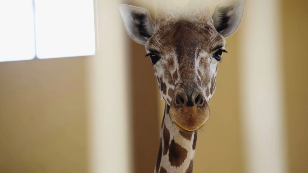 O sousplat com carinha de girafa que virou febre entre as artesãs