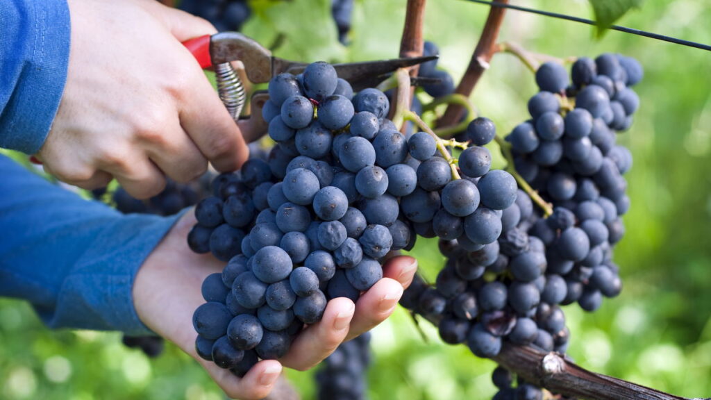 Essa fruta milenar está transformando varandas em mini vinhedos