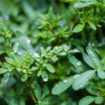 A planta que protege e purifica pode estar no seu quintal