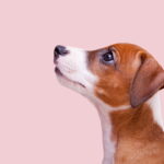 Veterinários recomendam esse acessório para cães em 2025, veja como fazê-lo em casa!