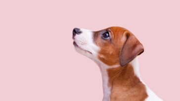 Veterinários recomendam esse acessório para cães em 2025, veja como fazê-lo em casa!