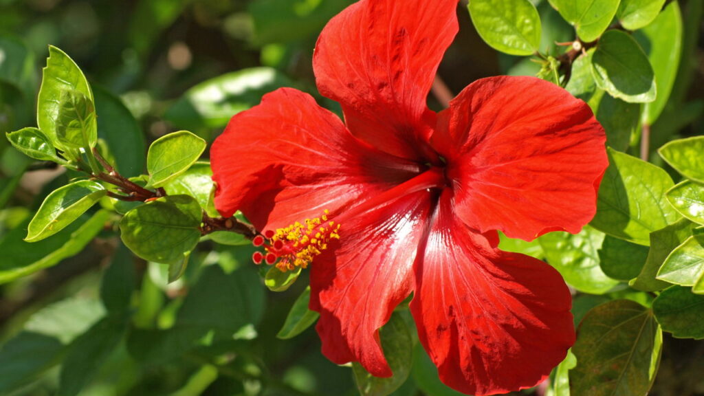 Essa planta virou febre nos jardins e tem um segredo que poucos sabem