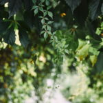 O método natural mais usado por jardineiros experientes voltou à moda