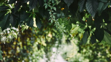 O método natural mais usado por jardineiros experientes voltou à moda
