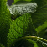Aprenda a plantar hortelã em casa com zero complicação e muito sabor
