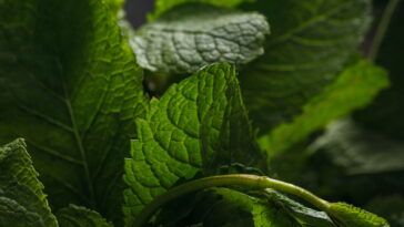 Aprenda a plantar hortelã em casa com zero complicação e muito sabor