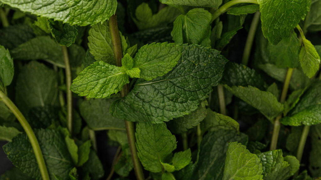 Aprenda a plantar hortelã em casa com zero complicação e muito sabor