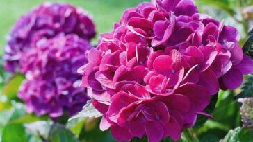 A planta que muda de cor e encanta qualquer jardim