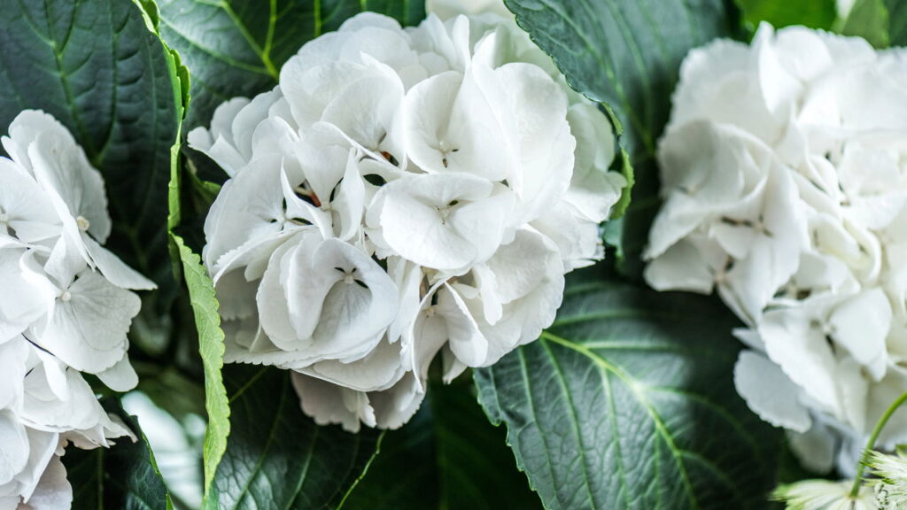 A planta que muda de cor e encanta qualquer jardim