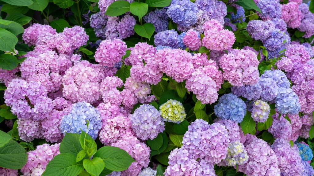 A planta que muda de cor e encanta qualquer jardim