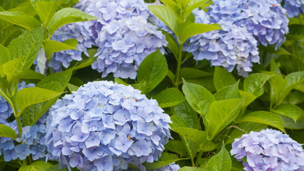 A planta que muda de cor e encanta qualquer jardim